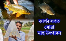 কাৰ্পৰ লগত মোৱা   আৰু সৰু থলুৱা প্ৰজাতি মাছ উৎপাদন