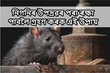 নিগনিৰ উপদ্ৰৱৰ পৰা ৰক্ষা পাবলৈ গ্ৰহণ কৰক এই পদ্ধতি!