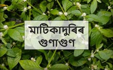 বনৌষধি মাটিকাদুৰিৰ স্বাস্হ্য উপকাৰিতা সম্পৰ্কে কিছু কথা-