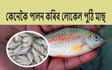 সঠিক পদ্ধতিৰে পুখুৰীত লোকেল পুঠি মাছ পালন-