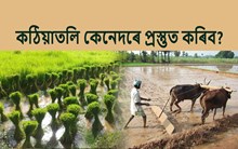 ধান খেতিৰ বাবে কঠিয়াতলি কেনেদৰে প্ৰস্তুত কৰিব?