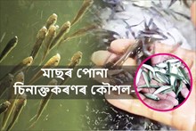 মাছৰ পোনা চিনাক্তকৰণৰ কেইটামান কৌশল-