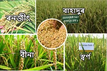 বানপীড়িত অঞ্চলৰ বাবে উৎকৃষ্ট ধানৰ জাতঃ ৰনজীৎ, বাহাদুৰ, স্বৰ্ণ আৰু বীনা
