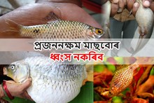প্ৰজননক্ষম মাছবোৰ ধ্বংস  নকৰিব