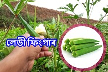 এনেদৰে কৰক ভেন্দি খেতি, কম সময়ত লাভ কৰিব অধিক উপাৰ্জন! 