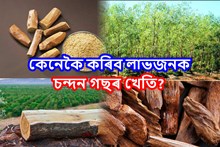 অসমত প্রচুৰ সম্ভাৱনাময় ব্যৱসায় চন্দন গছৰ খেতি
