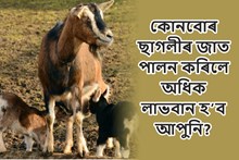 ছাগলী পালনঃ নিবনুৱা সকলৰ জীৱিকাৰ এটি পথ-
