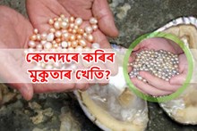 মুকুতা খেতিঃ কৃষকৰ বাবে এক লাভজনক কৃষি ব্যৱসায়