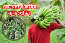 নিবনুৱাৰ স্বাৱলম্বিতাৰ পথ হ’ব পাৰে কল খেতি