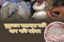  লাভজনক মুকুতা খেতিৰে কম সময়তে হওঁক লাখপতি-