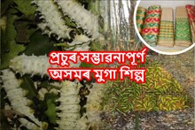 প্ৰচুৰ সম্ভাৱনাপূৰ্ণ মুগা শিল্প আৰু অসম
