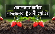 কেনেদৰে কৰিব লাভজনক ষ্ট্রবেৰী খেতি? জানো আহক সম্পূৰ্ণ তথ্য