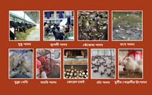 ১০ আটাইতকৈ লাভজনক পশুপালন ব্যৱসায়িক ধাৰণা