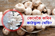 বৈজ্ঞানিক পদ্ধতিত কেনেদৰে কৰিব কাঠফুলা খেতি?