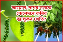 বাৰীত তামোল-পাণৰ লগতে  কৰক জালুকৰ খেতি