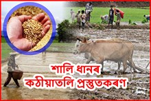 শালি ধানৰ জাত নিৰ্বাচন আৰু কঠীয়াতলি প্ৰস্তুতকৰণ 