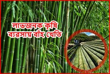 বাঁহ খেতি: অসমৰ কৃষকৰ বাবে এক লাভজনক কৃষি ব্যৱসায়