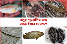 অসমৰ থলুৱা প্ৰজাতিৰ মাছ আৰু ইয়াৰ সংৰক্ষণ