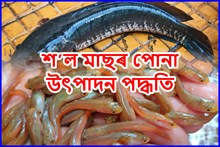 শ’ল মাছৰ উৎপাদন পদ্ধতি