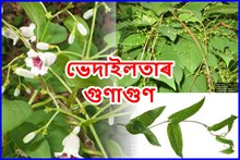 ভেদাইলতা আৰু ইয়াৰ বিভিন্ন স্বাস্হ্য উপকাৰিতা-