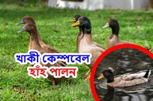 উচ্চ উৎপাদনক্ষম হাঁহ: খাকী কেম্পবেল