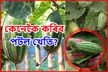 পটলঃ গ্ৰীষ্মকালীন জনপ্ৰিয় পাচলি, কেনেকৈ কৰা হয় ইয়াৰ খেতি?