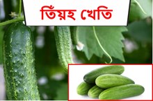 গ্ৰীষ্মকালীন পাচলি তিঁয়হ খেতি আৰু ইয়াৰ পৰিচৰ্যা