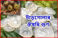 'টাড়গোলা’ ফল কি?  জানক ইয়াৰ ঔষধি গুণাগুণ আৰু স্বাস্হ্য উপকাৰিতা সম্পৰ্কে কিছু আশৰ্যকৰ তথ্য!