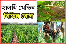 হালধি খেতিৰ বিভিন্ন ৰোগ আৰু ইয়াৰ প্ৰতিকাৰ