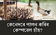 কেম্পবেল হাঁহ পালন আৰু ইয়াৰ পৰিচৰ্যা-