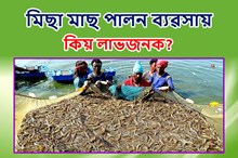 Prawn Fish farming: প্ৰন ফিছ ফাৰ্মিঙৰ জৰিয়তে উপাৰ্জনৰ সুযোগ!