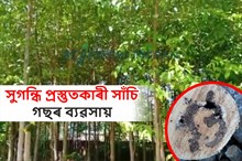সুগন্ধি তেল প্ৰস্তুত কৰা উদ্ভিদ ‘আগৰ বা সাঁচি’ গছৰ ব্যৱসায়
