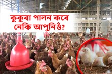 কুকুৰা ফাৰ্ম আৰম্ভ কৰাৰ বাবে নিয়ম আৰু নিৰ্দেশনাৱলী