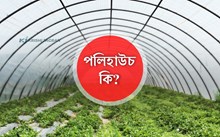 পলিহাউচ কি? গ্ৰীণ হাউচ আৰু পলিহাউচৰ মাজত মাজত পাৰ্থক্য জানেনে আপুনি?