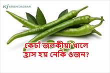কেচাঁ জলকীয়া খালে নিয়ন্ত্ৰন হয় নেকি ওজন?