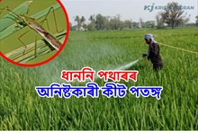 খেতি পথাৰৰ উপকাৰী চৰাই আৰু অপকাৰী কীটপতঙ্গ-