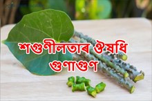 শগুনীলতা/অমৰলতাঃ কি আছে এনে আচৰিত ঔষধি গুণাগুন?