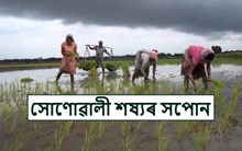 ধান খেতি – Paddy Cultivation