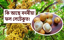 Burmese Grape: লেটেকু , ইয়াৰ গুণাগুণসমূহ