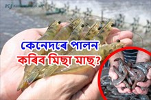মীন পালন কৰে নেকি আপুনি? Prawn Fish Farming আপোনাৰ বাবে হ’ব পাৰে এক লাভজনক ব্যৱসায়!