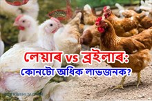 Poultry Farming: লেয়াৰ বনাম ব্ৰইলাৰ! কোনটো অধিক লাভজনক?
