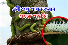 কৃষকৰ বাবে এক লাভজনক কৃষি ব্যৱসায়ঃ এৰী পালন 