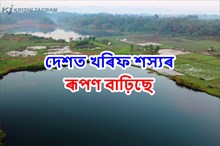 Kharif sowing picks up, next fortnight crucial দেশত এতিয়া খৰিফ শস্যৰ ৰূপণ বাঢ়িছে, পৰৱৰ্তী পষেক গুৰুত্বপূৰ্ণ