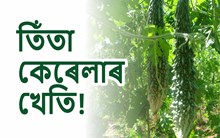 Bitter Gourd Cultivation: জানো আঁহক কেনেদৰে কৰিব তিঁতা কেৰেলাৰ খেতি!