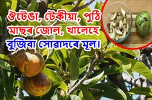 Elephant Apple: ঔটেঙাৰ ভিভিন্ন গণাগুণ আৰু ইয়াৰ স্বাস্হ্য উপকাৰিতা!