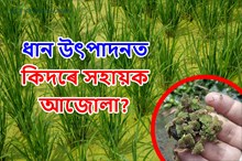 Azola: ধান উৎপাদন বৃদ্ধিত কিদৰে সহায়ক আজোলা?