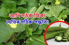 জানি লওঁক উপযুক্ত মাটি নিৰ্বাচনৰ জৰিয়তে জিকা খেতিৰ পদ্ধতি