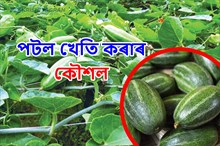 Pointed Gourd Cultivation: পটল খেতিৰ সহজ আৰু সঠিক পদ্ধতি!