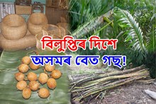 অসমৰ হাবিত সহজলভ্য বেতগছ, এতিয়া প্ৰায় বিলুপ্তিৰ দিশত!