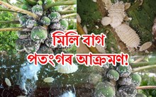 অমিতা গছত মিলি বাগ পতংগৰ আক্ৰমণ আৰু নিয়ন্ত্ৰণ